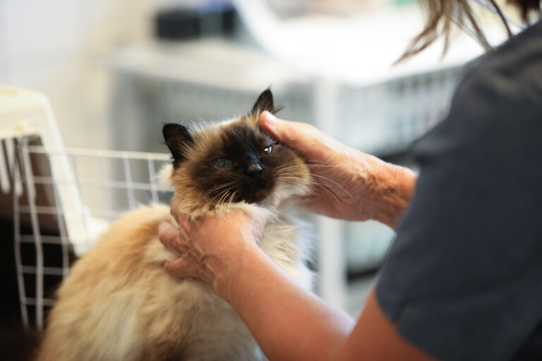 Ørene til en katt blir undersøkt på A-Vet mens den sitter ved buret sitt på et operasjonsbord.