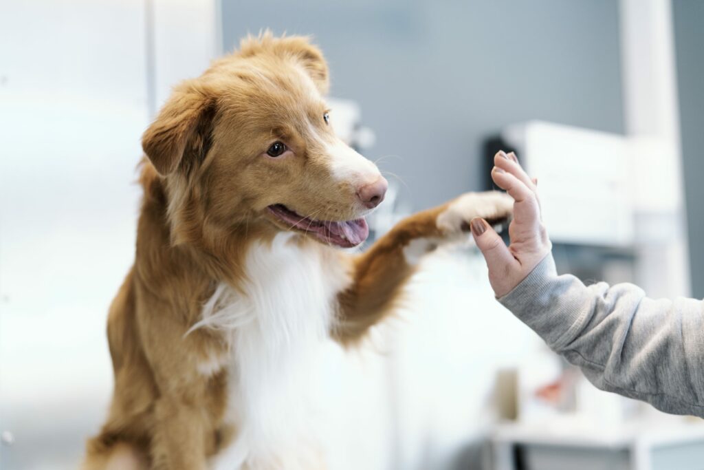 En brun og hvit Toller retriever hund gir labb til veterinæren