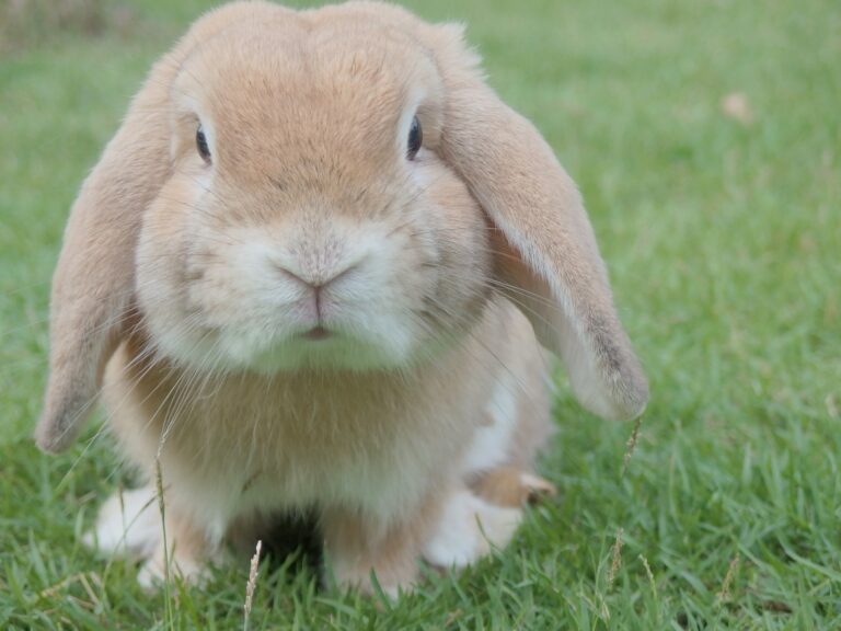 En liten brun og hvit kanin som sitter på en grønn gressplen.