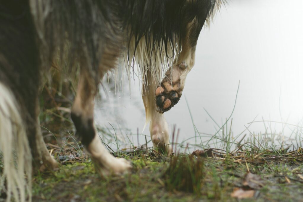 Nærbilde av møkkete hundepoter ute i en skog.