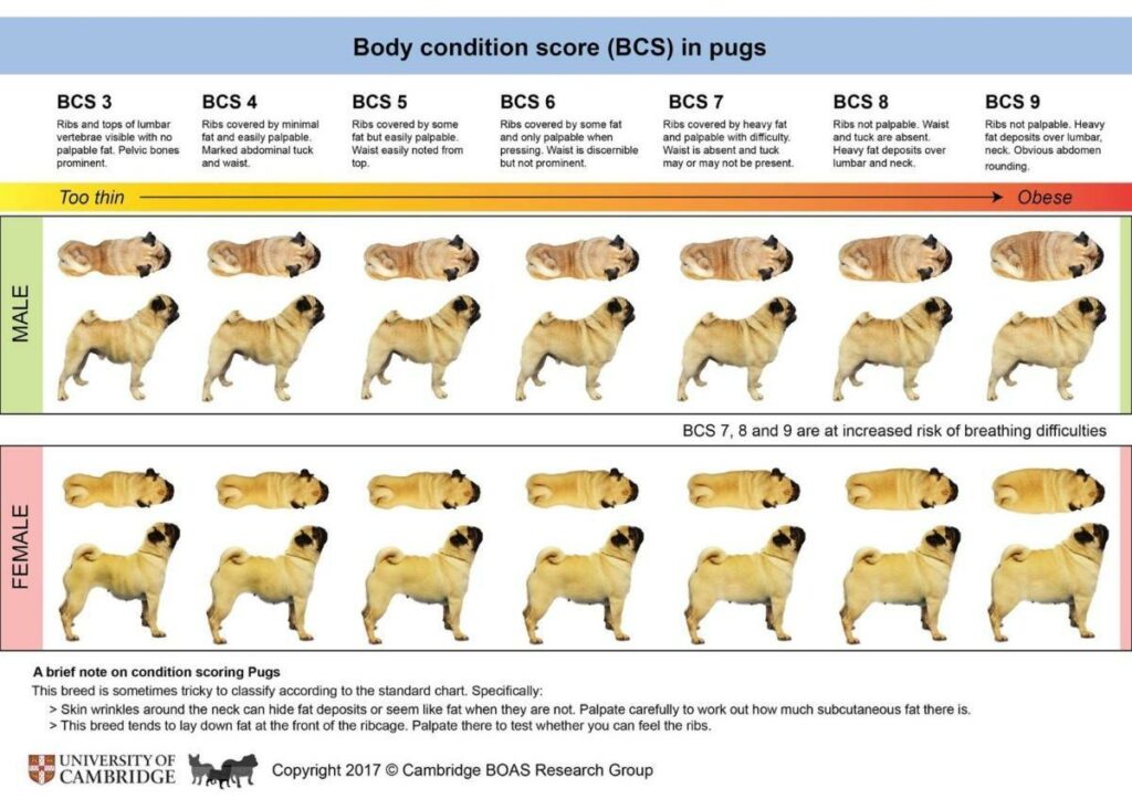 Illustrasjon over vektskala for hunderasen mops. BCS