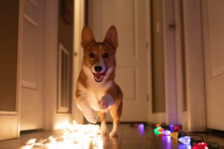 En hund som løper gjennom en gang med julelys liggende på bakken.