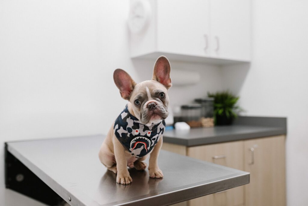 Lys hund med store ører kledd i en genser sittende hos en veterinær. Vaksinasjon av hund