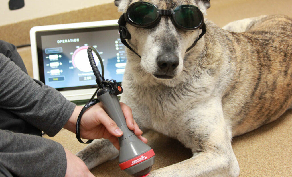 En hund med spesielle solbriller som får laserterapi.