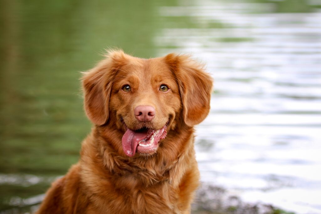 En glad og smilende hund som står ved et vann.