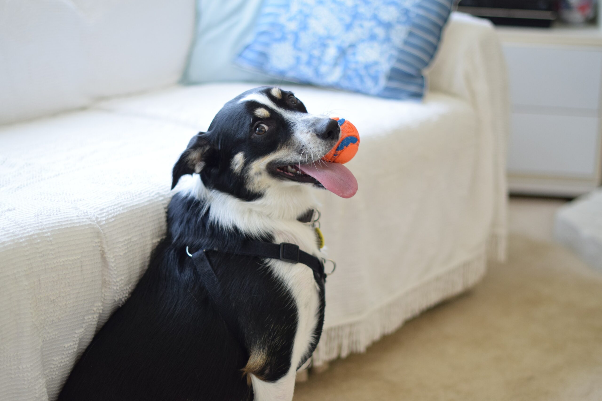 En glad hund som sitter med en ball i munnen og er klar for å klippe klør.