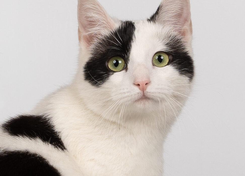 En svart og hvit katt med grønne øyne som ser på kameraet.
