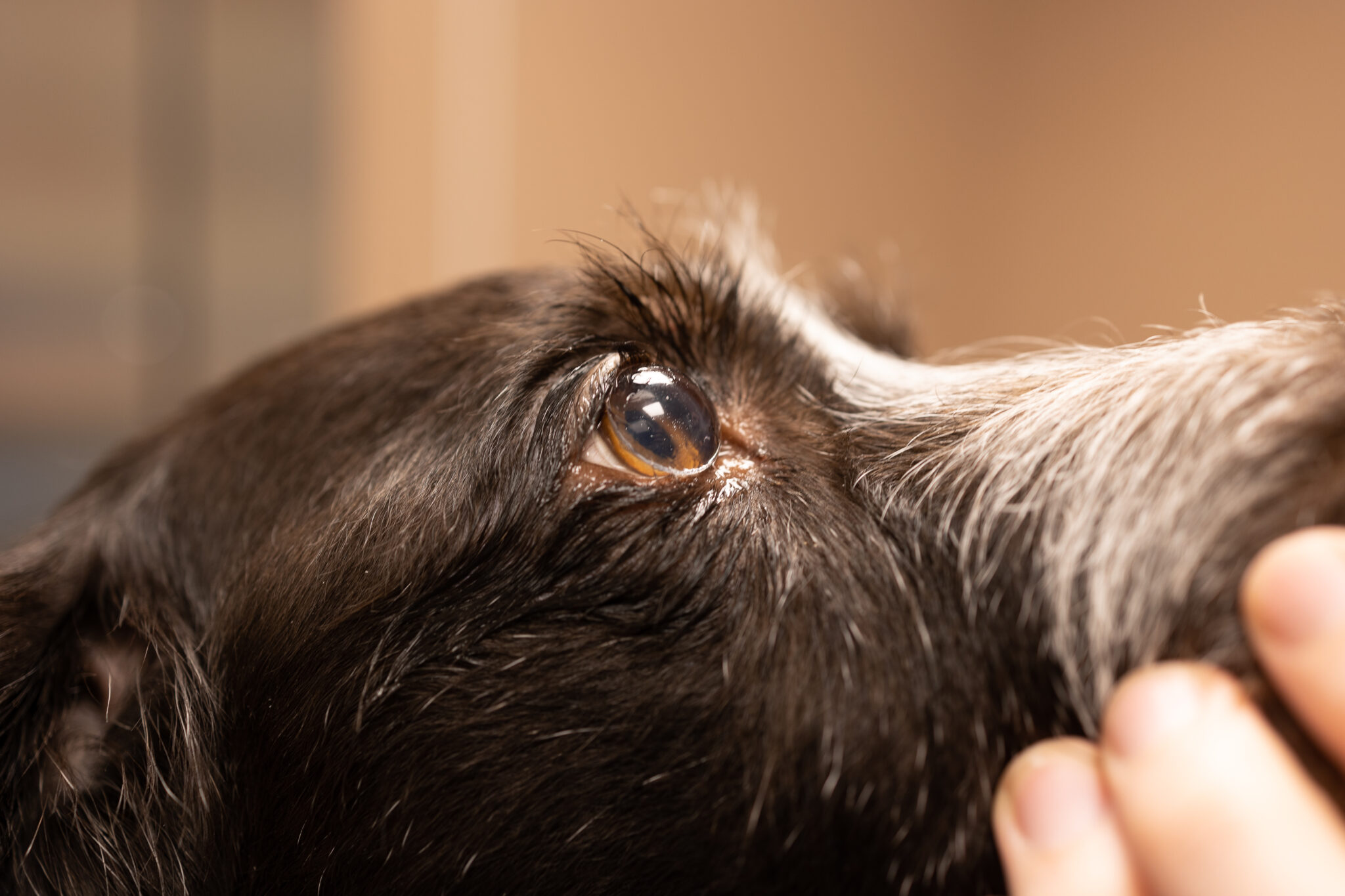 Gonioskopi av hund med en linse på øyet.