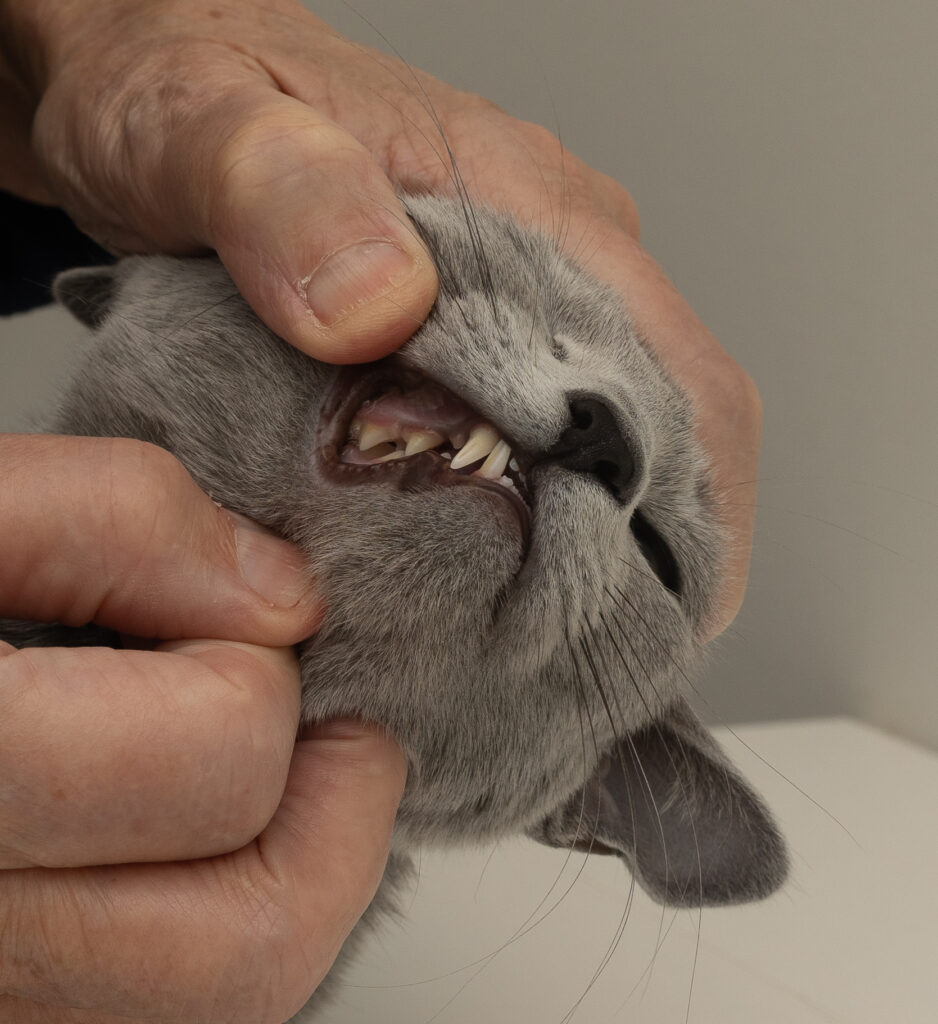 En veterinær som sjekker tennene til en katt på besøk.