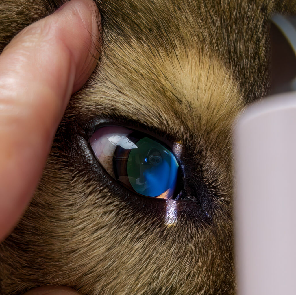 Elisabeth Bjørnestad øyelyser en hund