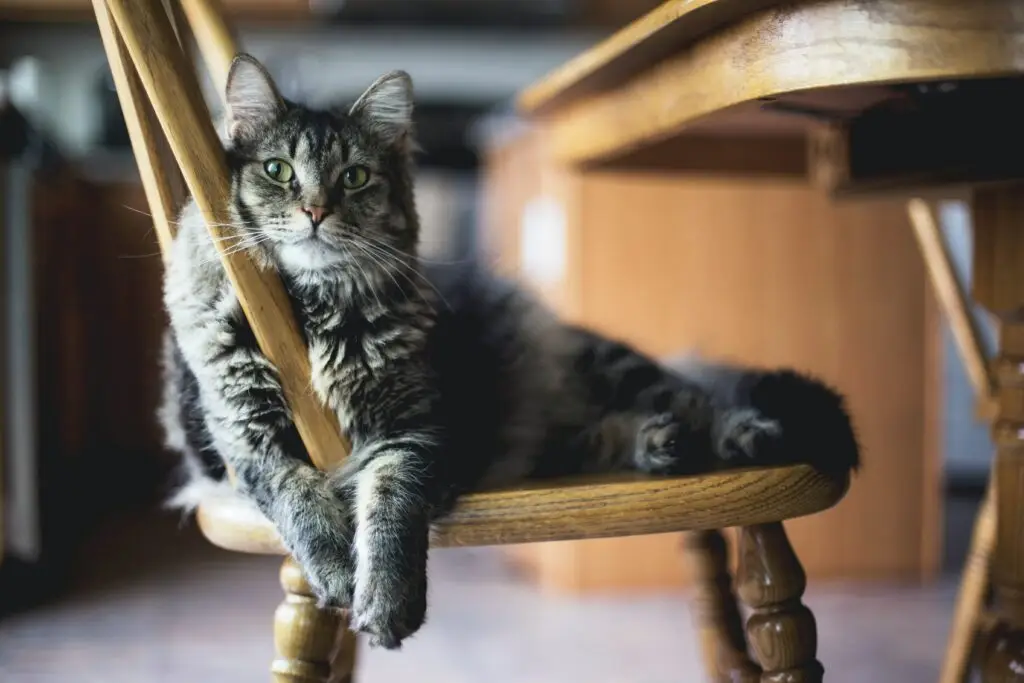 En grå katt som sitter på en kjøkkenstol. Dårlig appetitt hos katter
