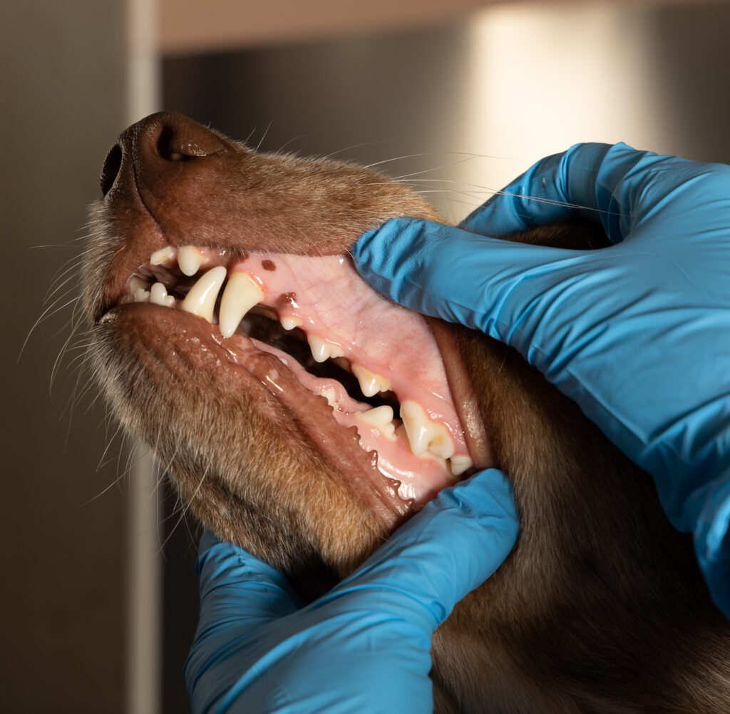 En veterinær eksponerer tennene til en hund. Tannbehandling hos hund.