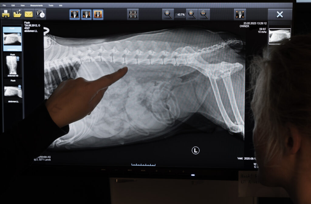 Røntgen og ultralyd hos katt