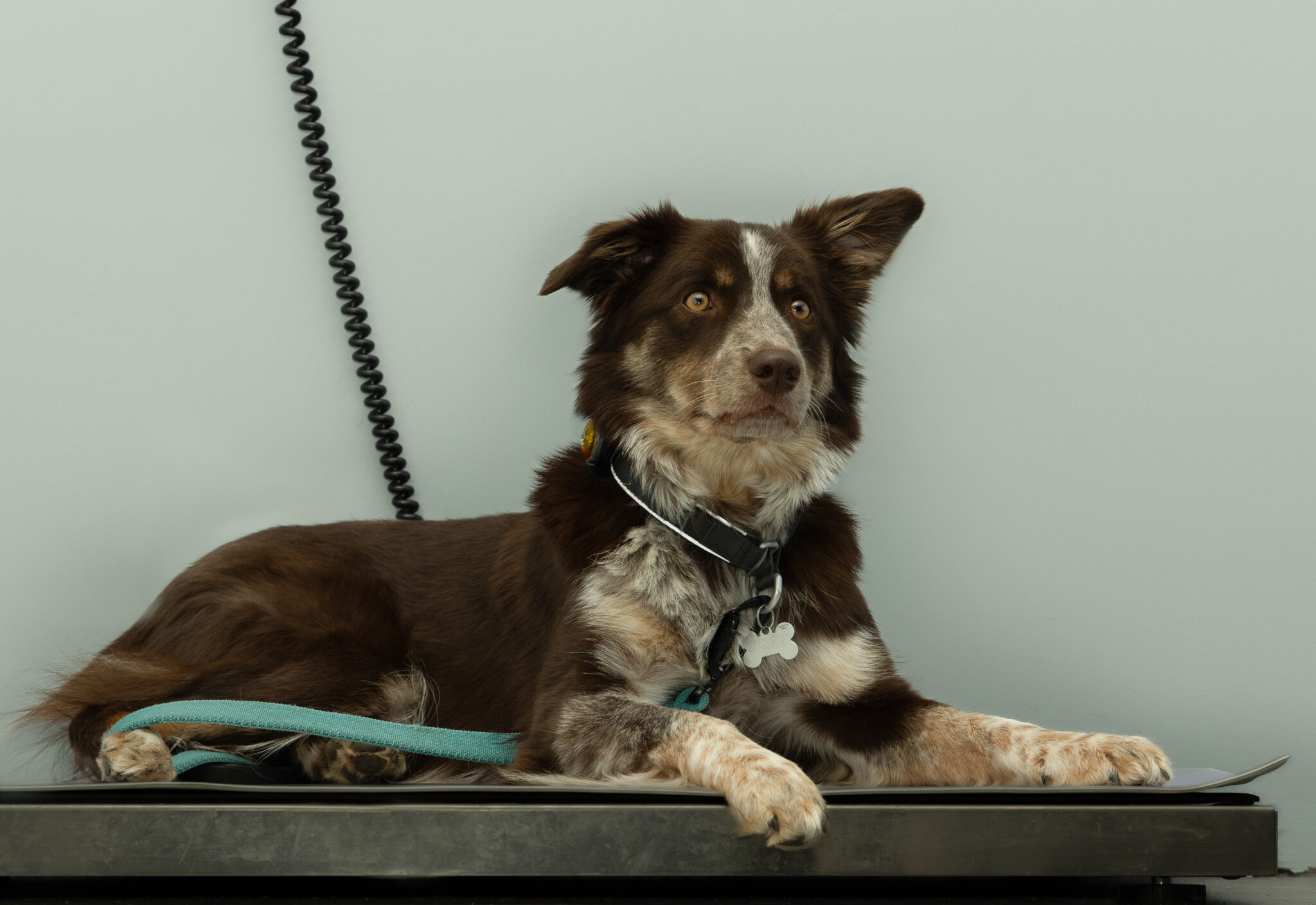 En hund av rasen Border Collie ligger på et undersøkelsesbord hos veterinæren. Vaksinasjon av hund.