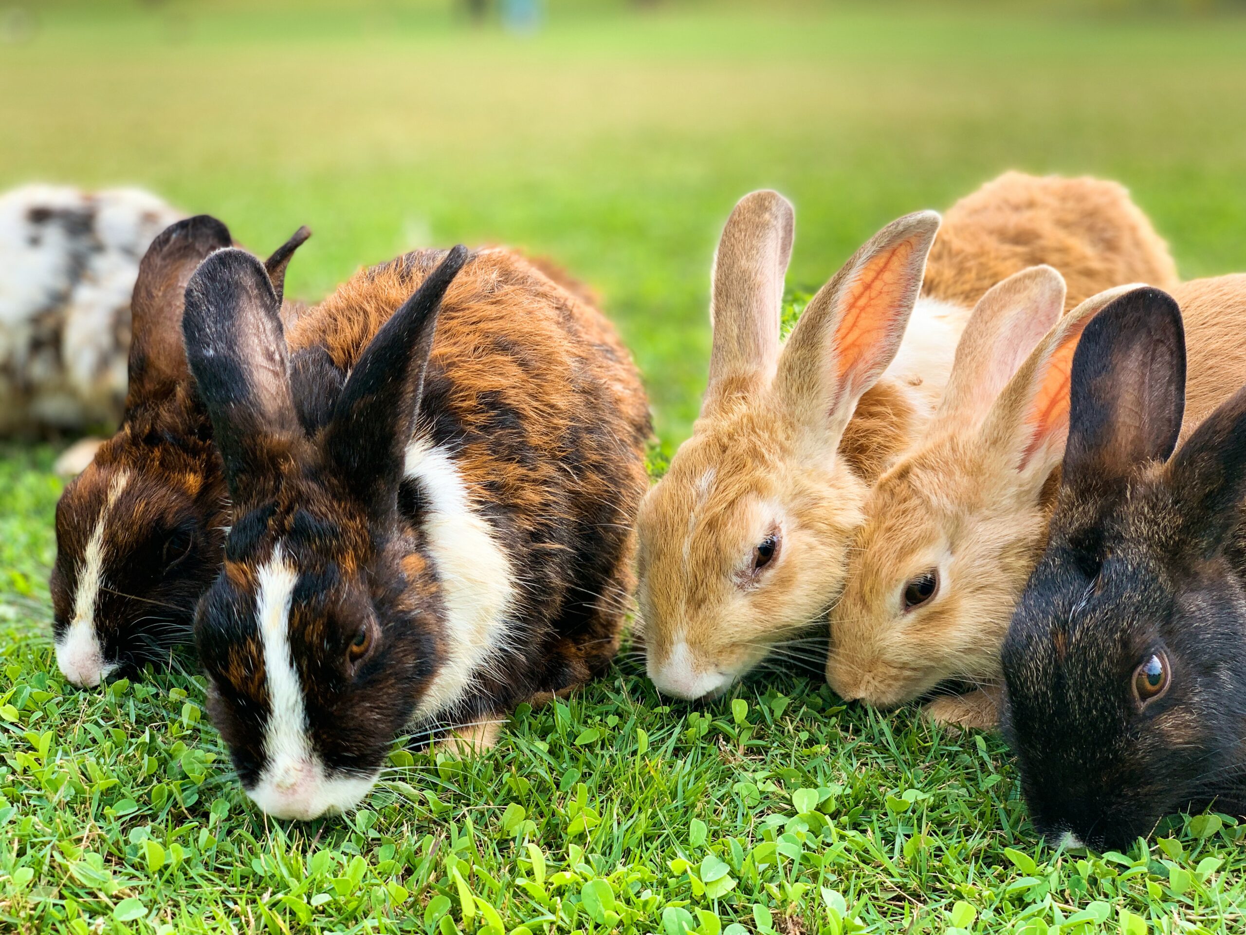 Kaniner sitter på en gressplen og spiser gress