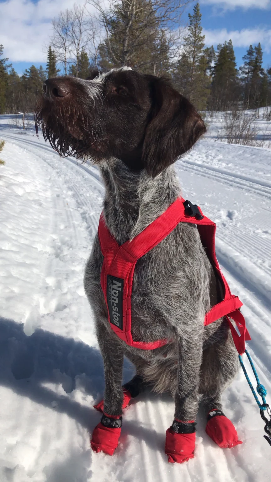 En hund med non-stop trekksele og non-stop potesokker står i skisporet. Påskevettreglene for hund.