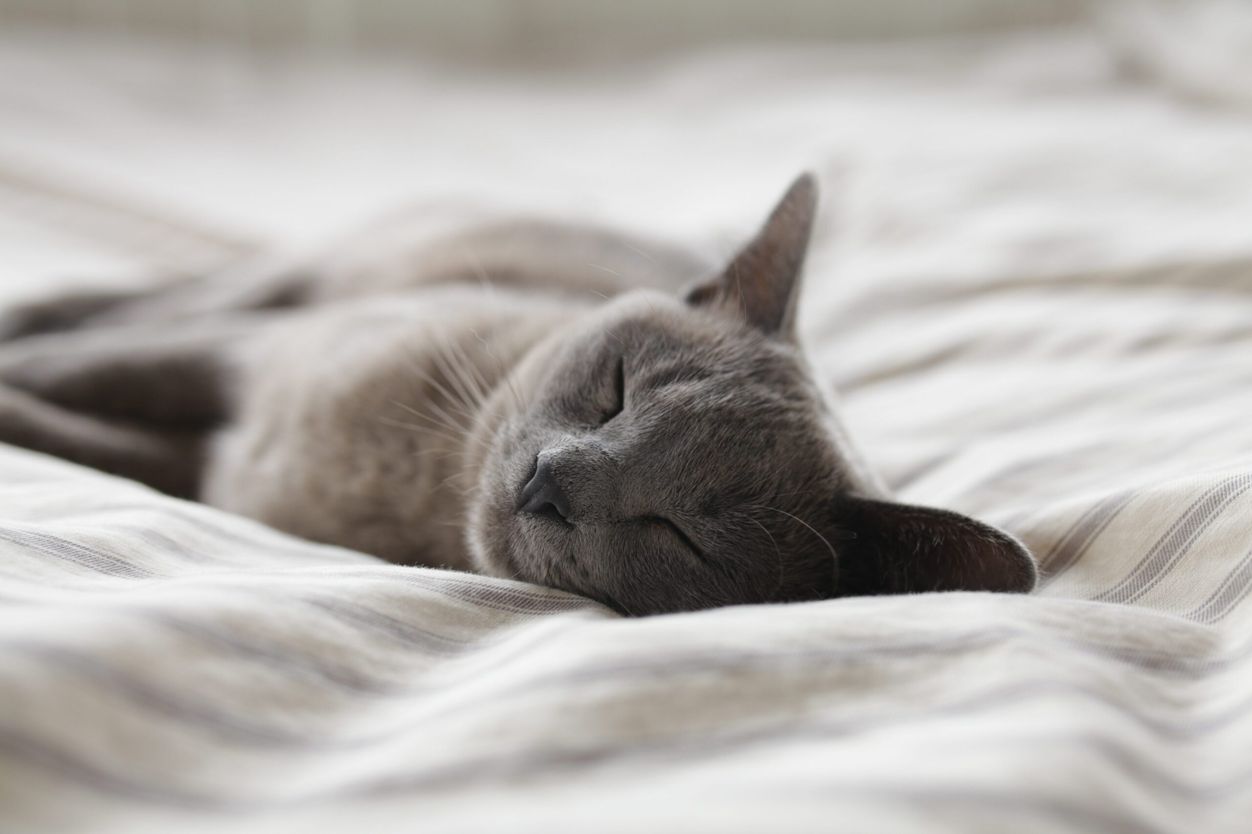 En grå katt ligger på siden i en seng. Hvorfor maler katter