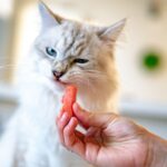 En katt spiser gulrot
