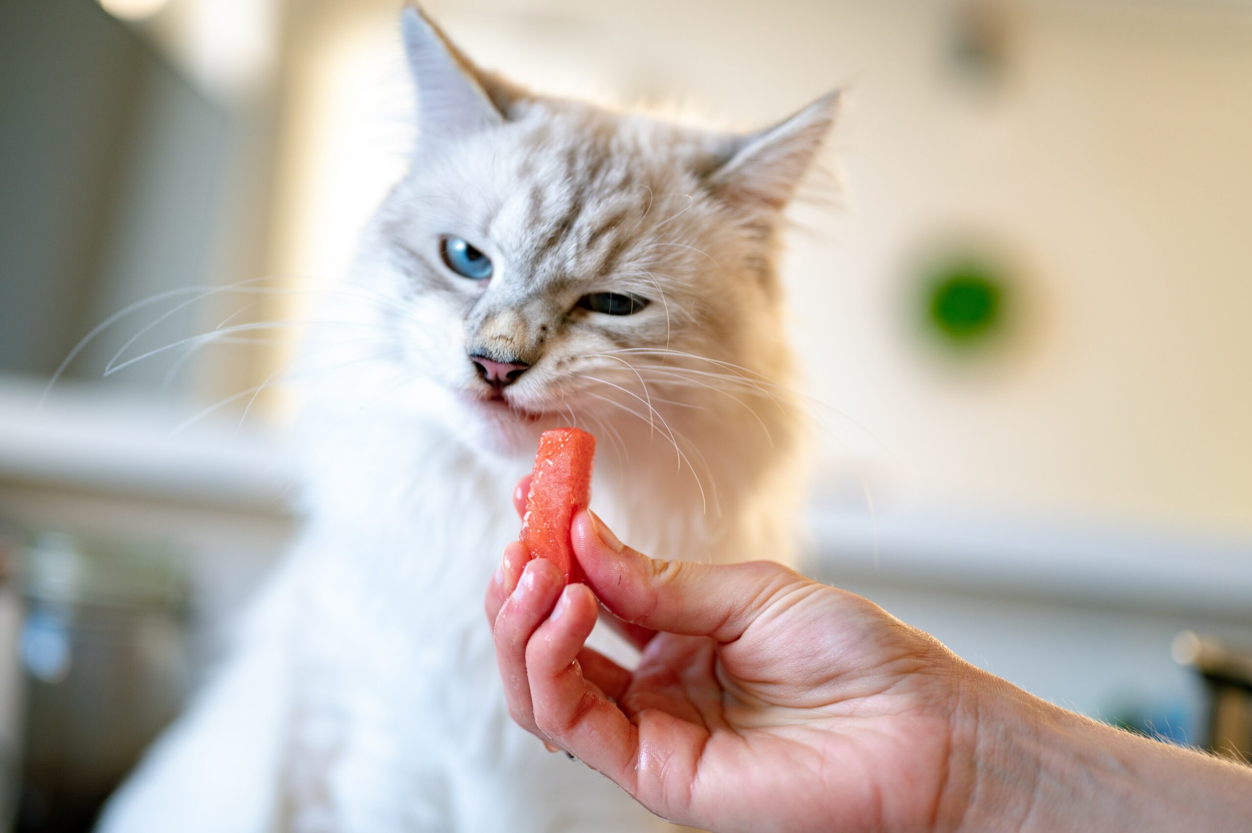 En katt spiser gulrot