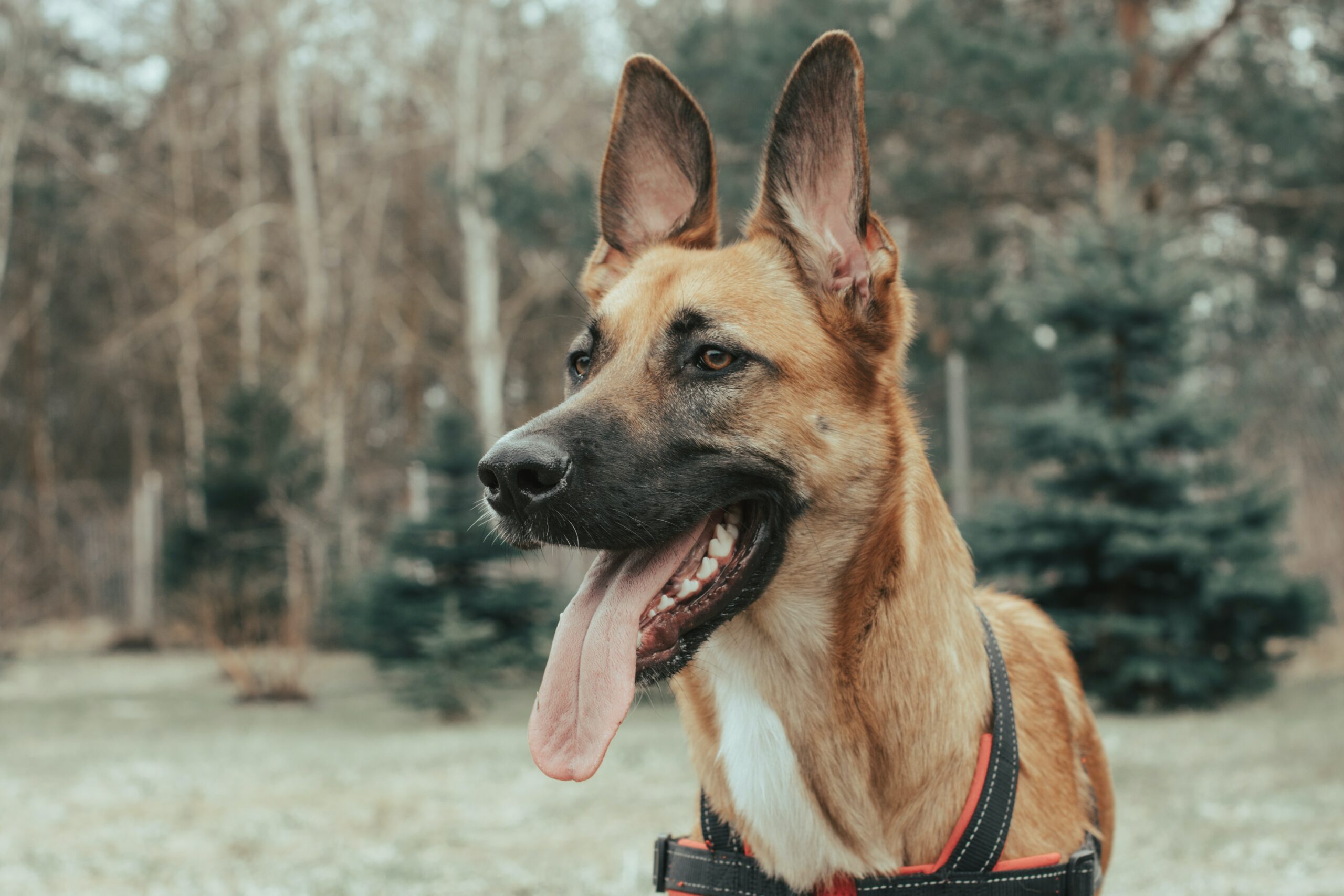 Read more about the article Hunden klør i øret – hva kan det være?