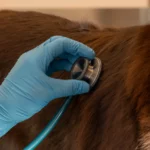 En veterinær lytter på lungene til en hund med stetoskop. Hoste hos hund.