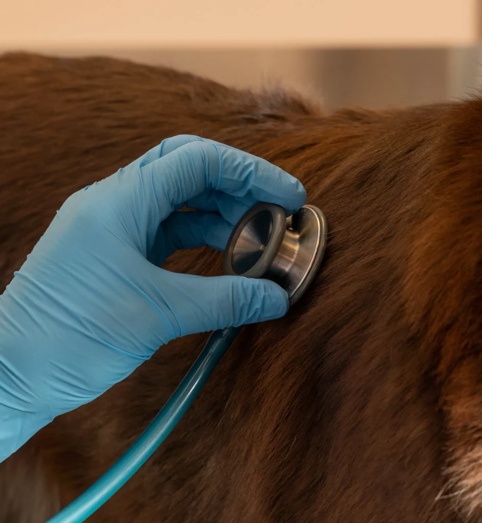En veterinær lytter på lungene til en hund med stetoskop. Hoste hos hund.