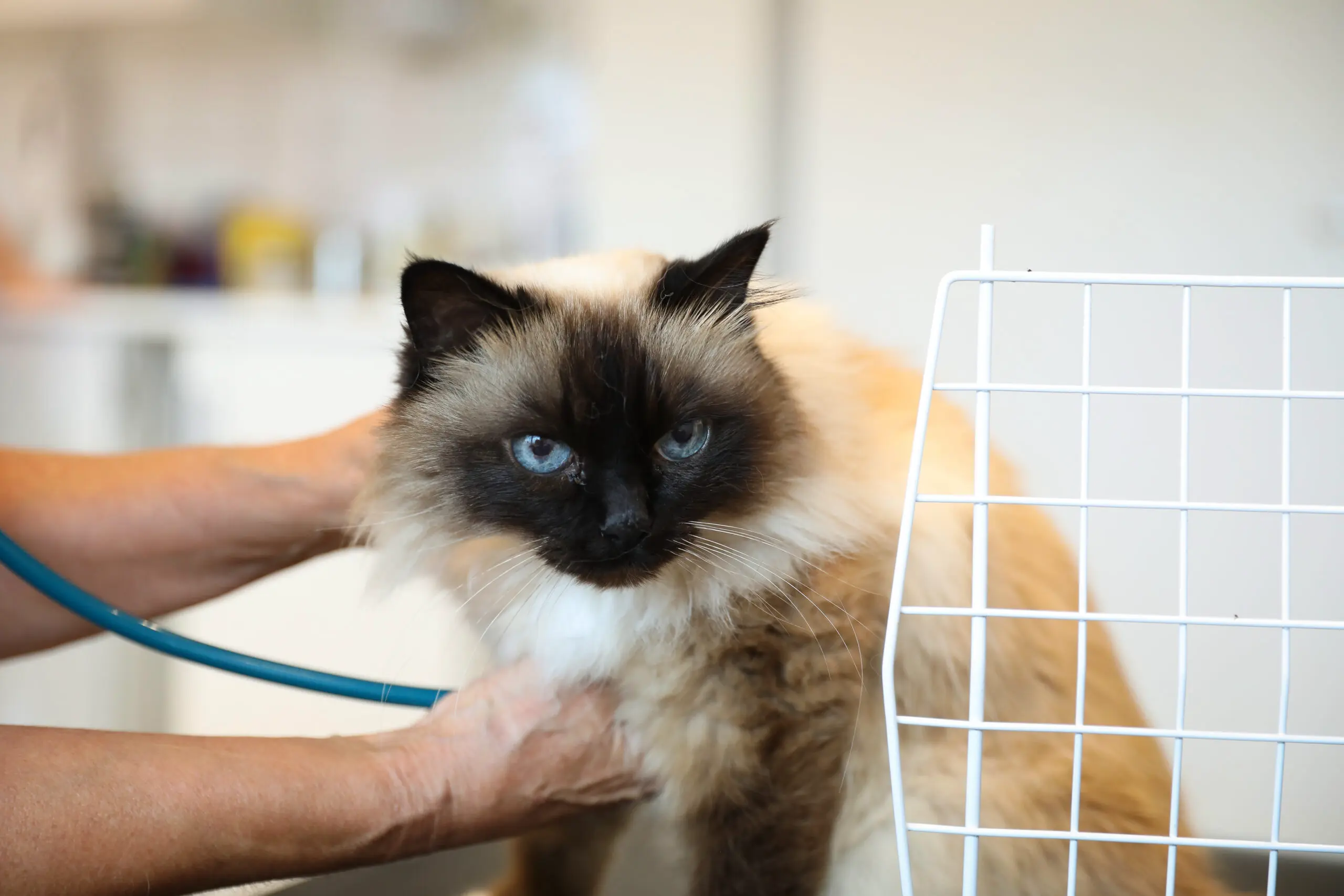 Katt med blå øyne som blir undersøkt med et veterinær instrument på et operasjonsbord.