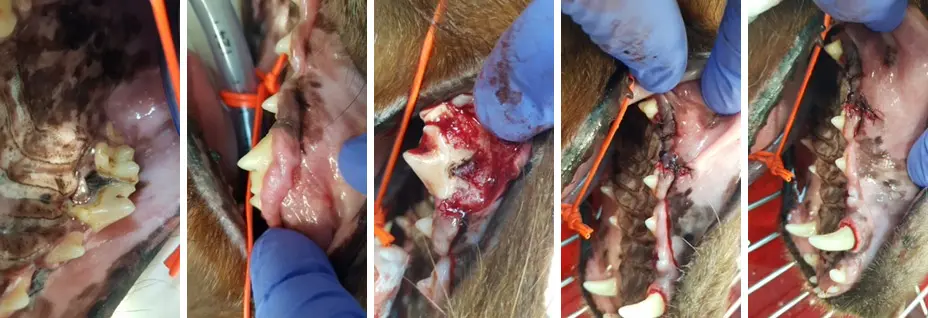 Bilde av tennene på hund før og etter tanntrekk. TAnnrøntgen på hund