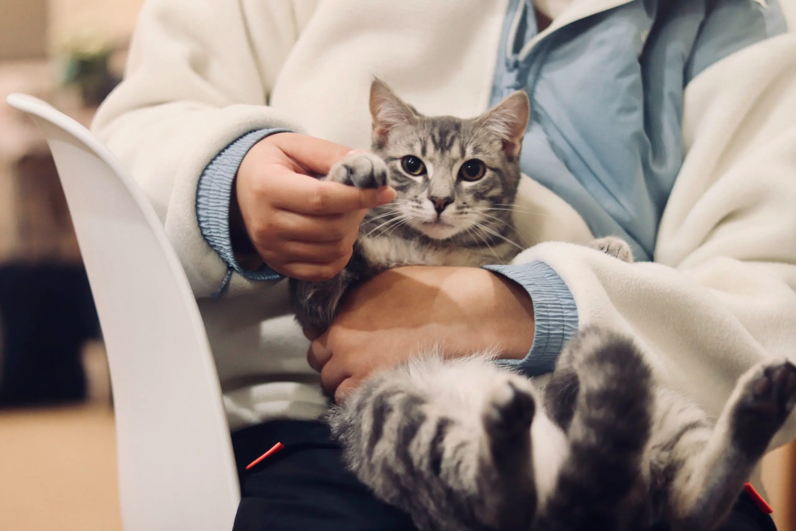 En veterinær som holder en katt i poten. Diaré hos katt