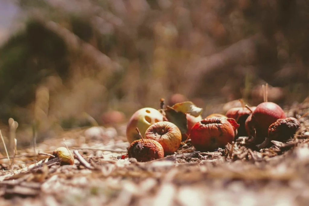 Epler på bakken kan ha en muggsopp som produserer soppgiften patulin. Nedfallsfrukt kan være giftig