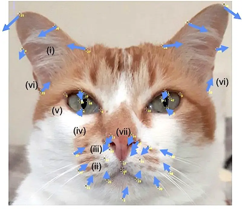 Katters ansiktsuttrykk når de viser smerte. Smerte hos katt