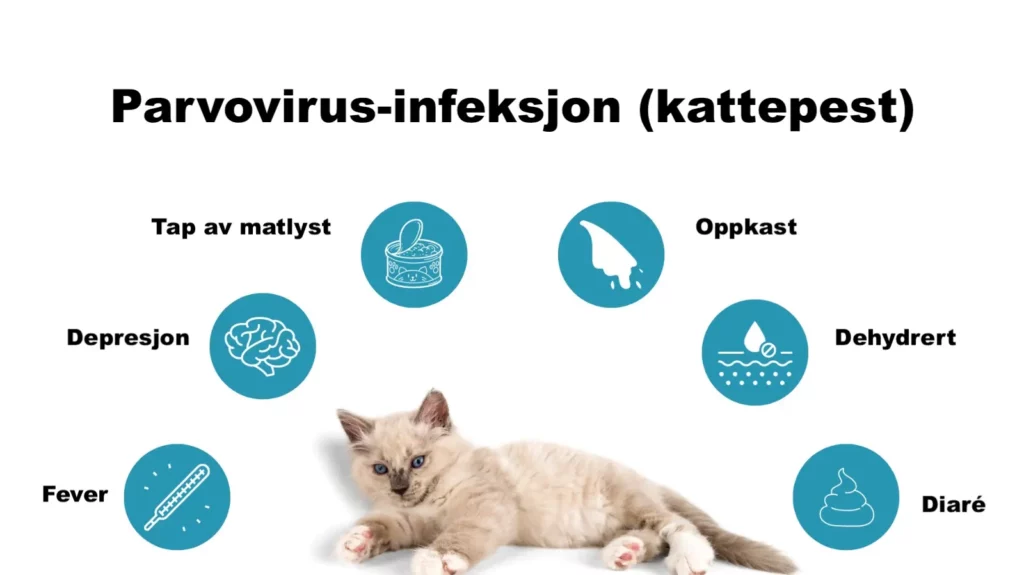 Parvovirus-infeksjon (Kattepest) Feline Parvo (Panleukopenia)