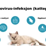 Parvovirus-infeksjon (Kattepest) Feline Parvo (Panleukopenia)