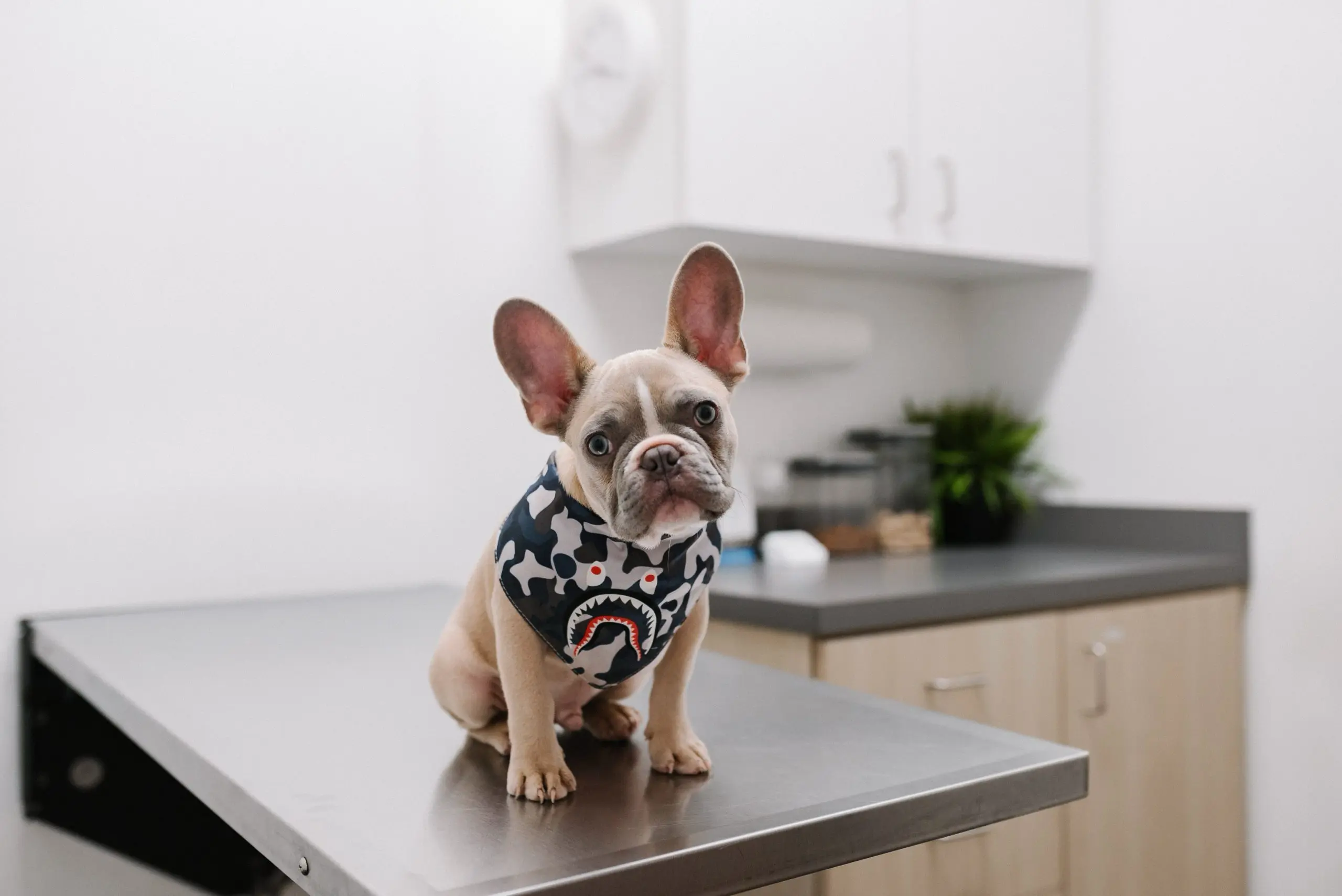 Lys hund med store ører kledd i en genser sittende på et operasjonsbord hos en veterinær. Boas-gradering