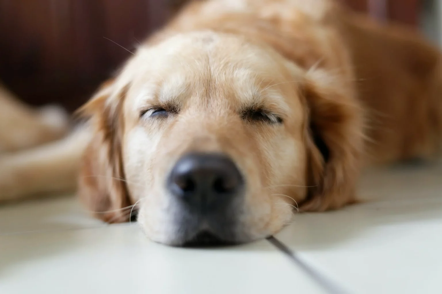 En sliten hund som ligger på gulvet og sover. Oppkast hos hund.