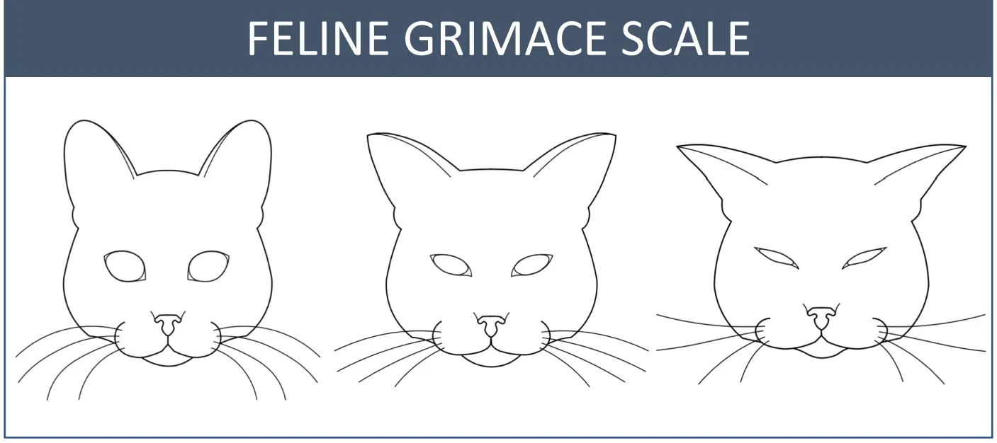 Skala over katters ansiktsuttrykk når de viser smerte. Smerte hos katt