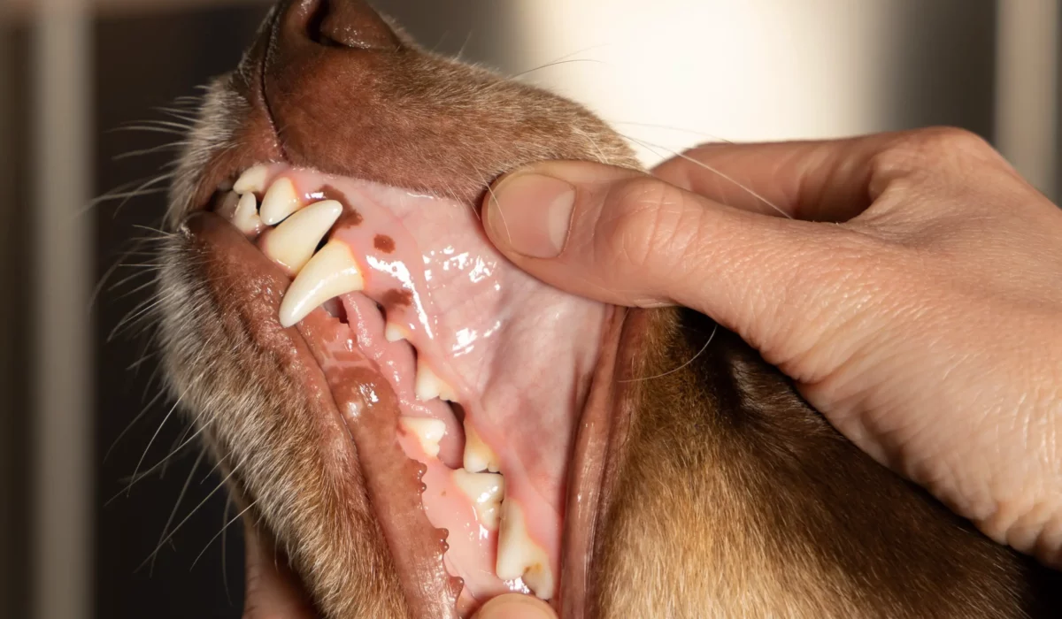 Hun veterinær viser de øvre tennene på en border collie. Røntgen av hundetenner: Viktigheten med røntgen for god dyrehelse
