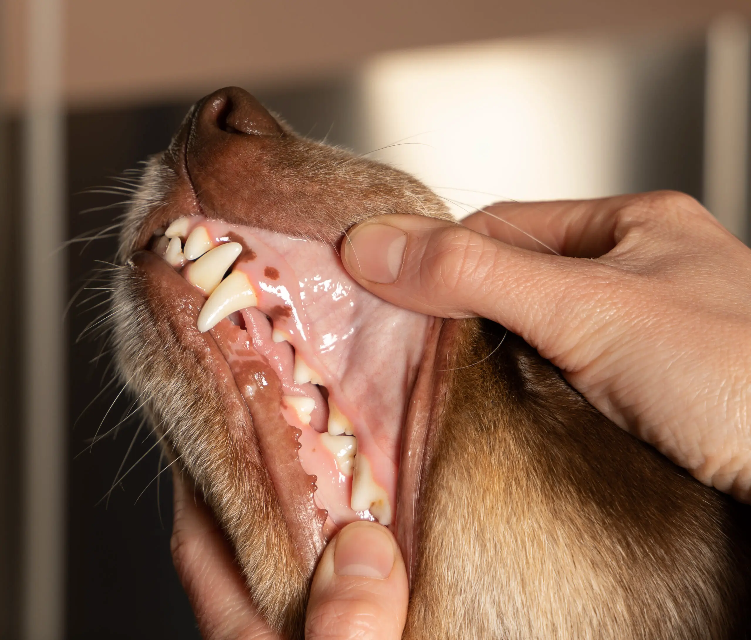 Hun veterinær viser de øvre tennene på en border collie. Røntgen av hundetenner: Viktigheten med røntgen for god dyrehelse