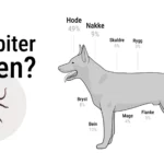 Illustrasjon av hvor på hunden en flått biter. Flått på hund.