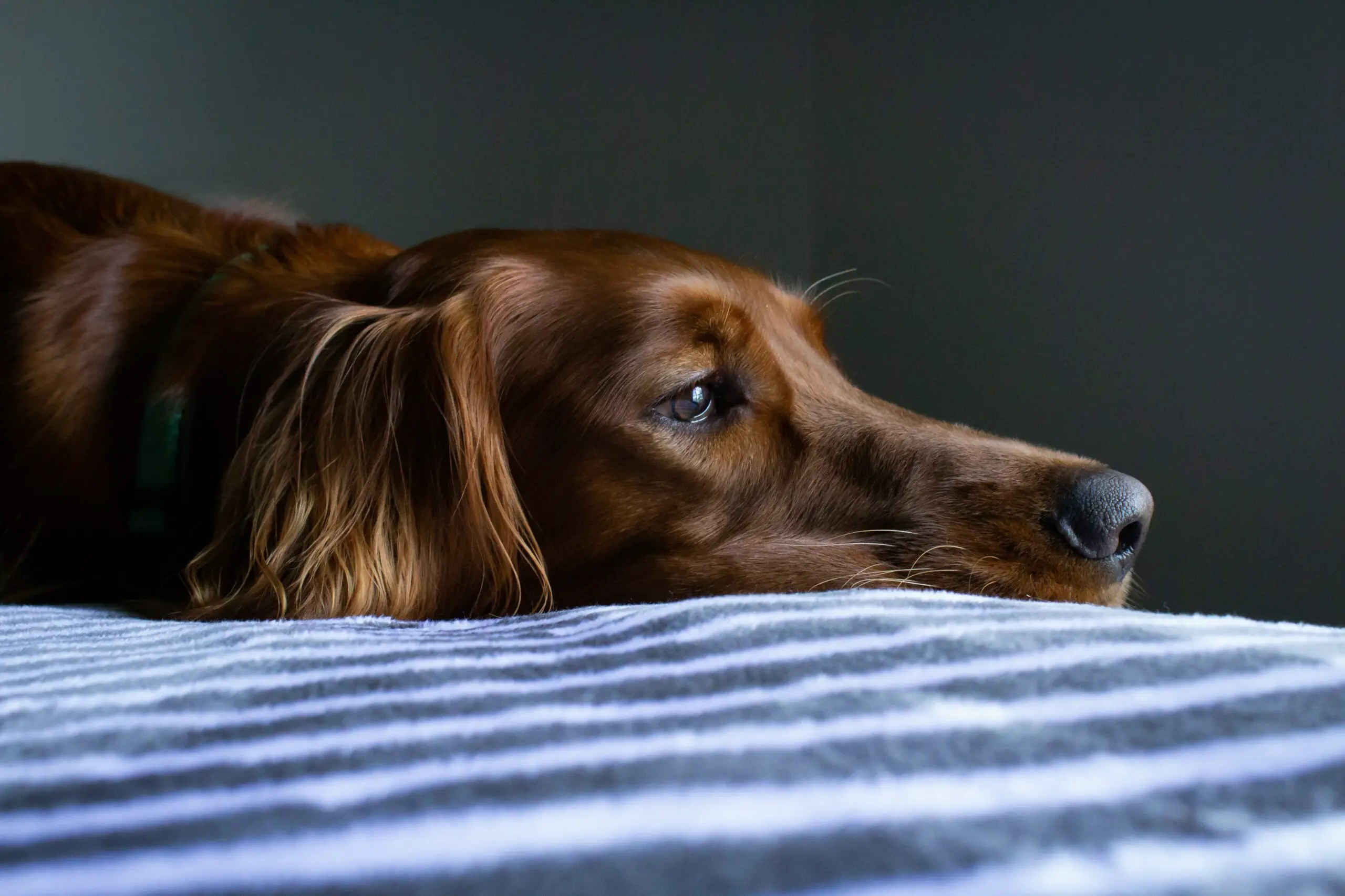 En syk hund som har hatt oppkast og ligger sliten på en seng. Oppkast hos hund.