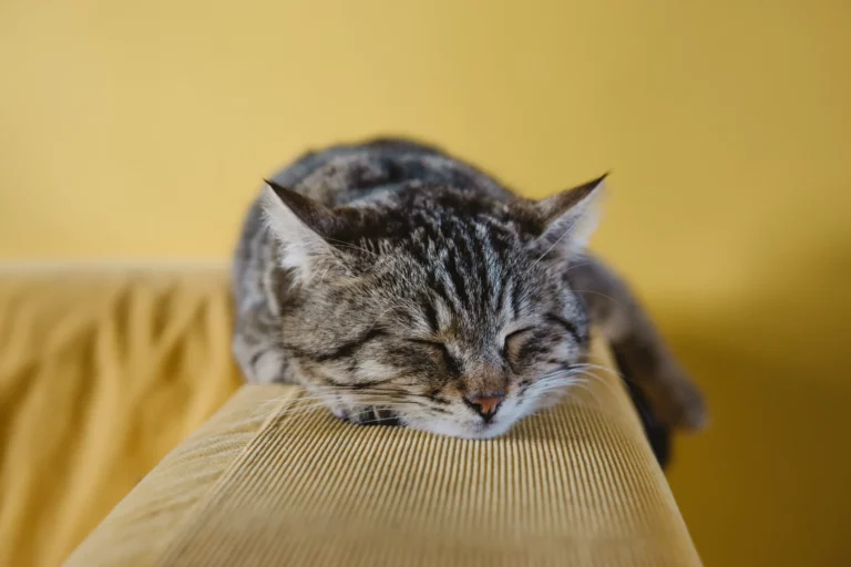 En katt ligger på en sofaarmlene. Kattepest