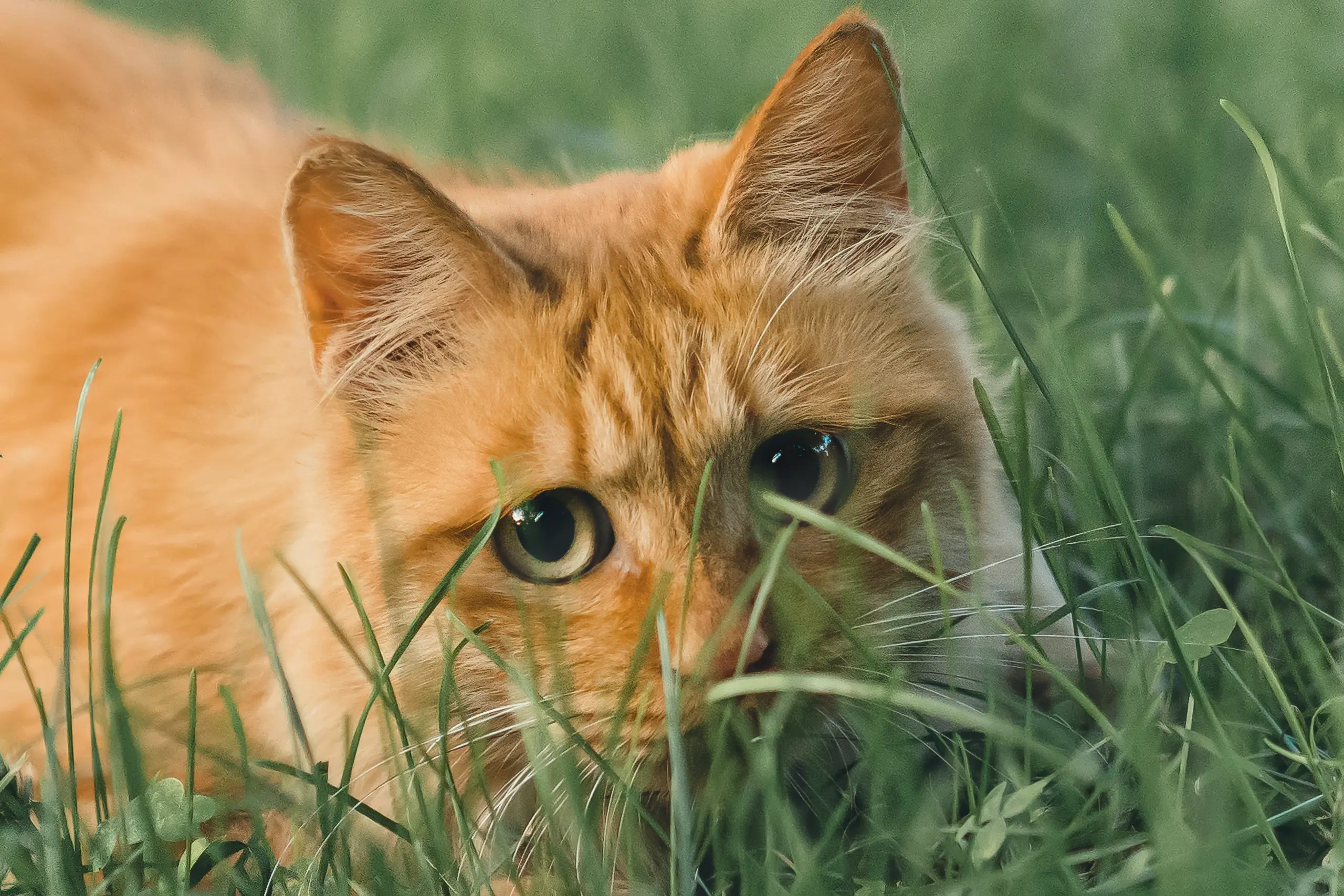 En oransje katt ligger på en gressplen og kikker i kamera. Katten spiser gress.