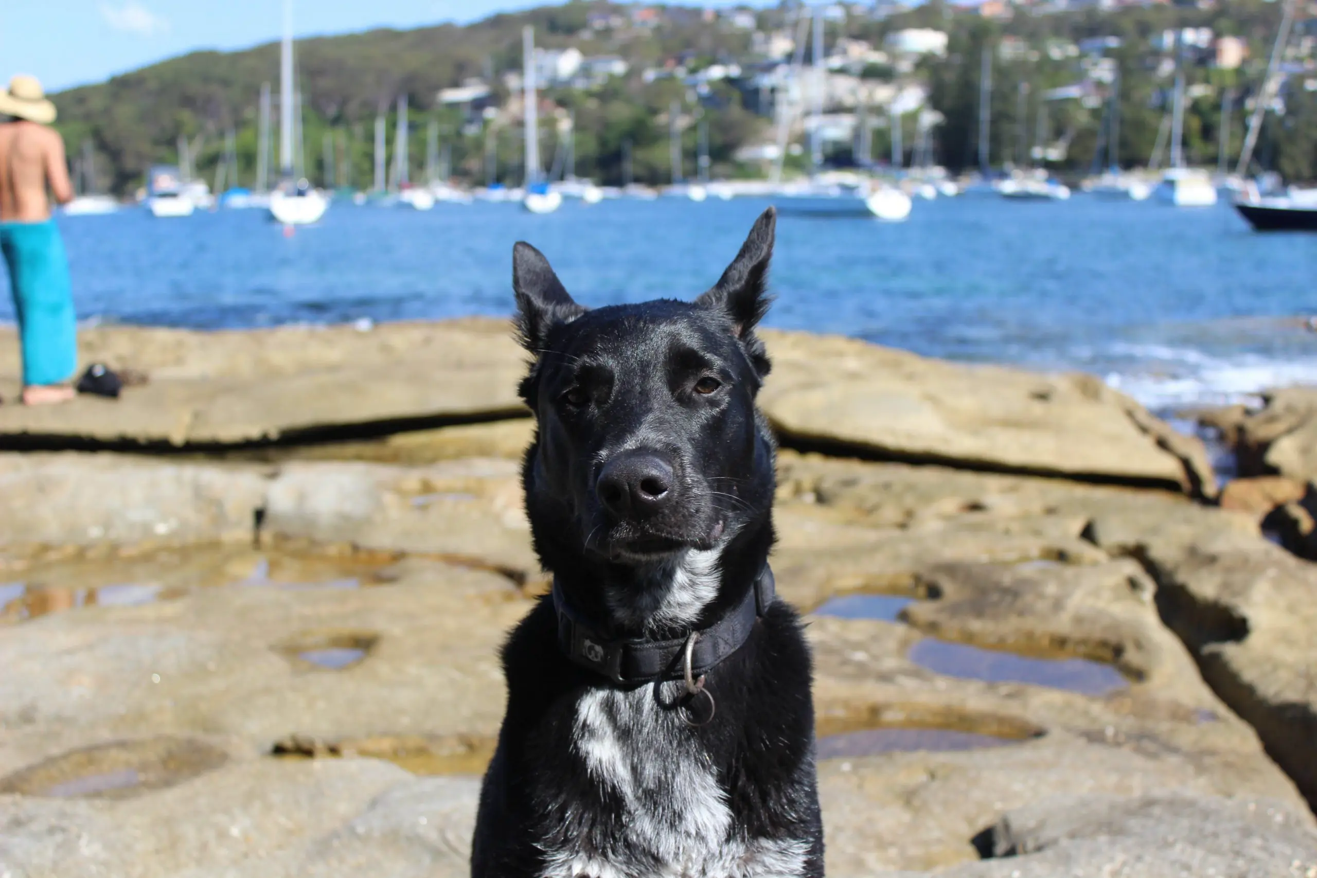 En svart hund sitter foran et havneområde på sommeren og ser inn i kameraet.