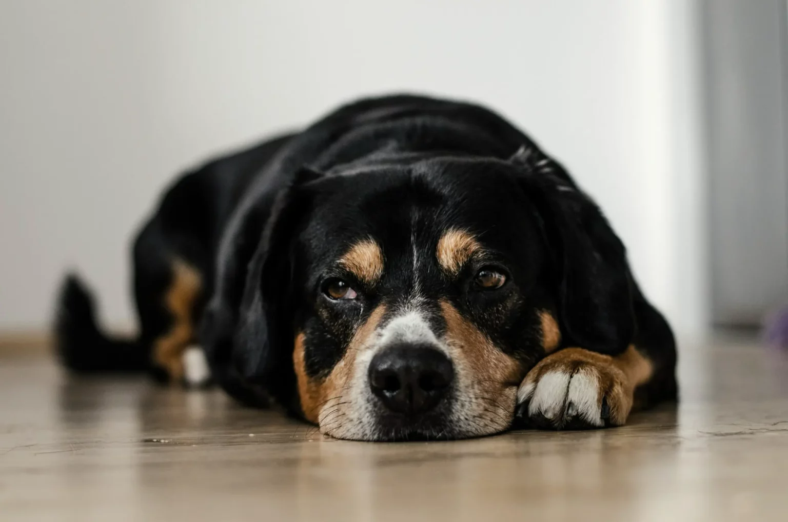 En stor hund ligger på et gulv med hodet nede. Seniorsjekken