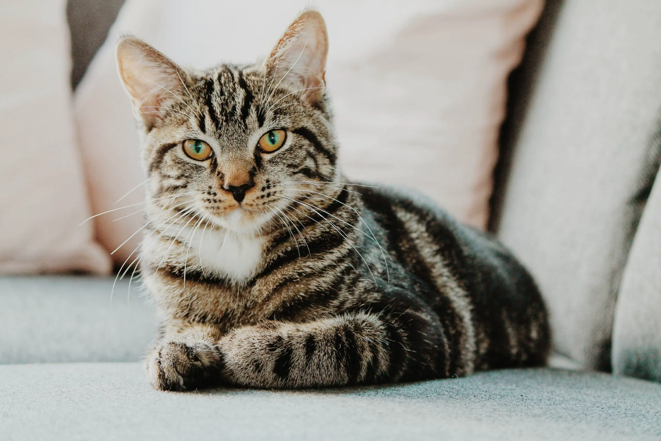 En katt som ligger med bena i kryss på en sofa med puter i bakgrunnen. Finn ut hva du skal gjøre hvis du oppdager at katten din er forgiftet.