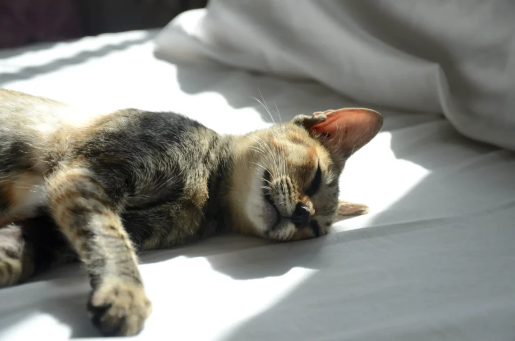 En stripete korthåret katt ligger på sengen og sover. Hvorfor maler katter?