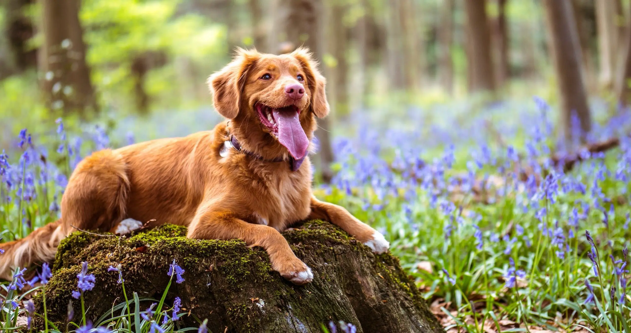 En brund hund sitter på en eng av blåklokker ute i en skog. Hvordan takle sommerfarer