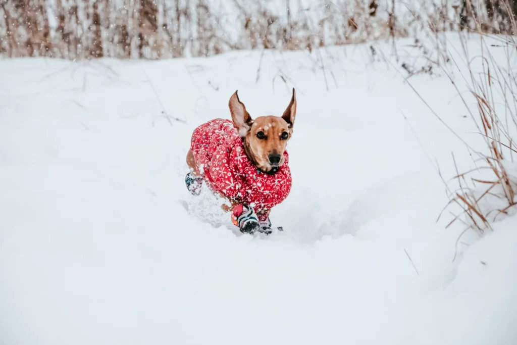 En hund ikledd rød strikkegenser løper gjennom snøen og kulda. 8 tips i kulda!