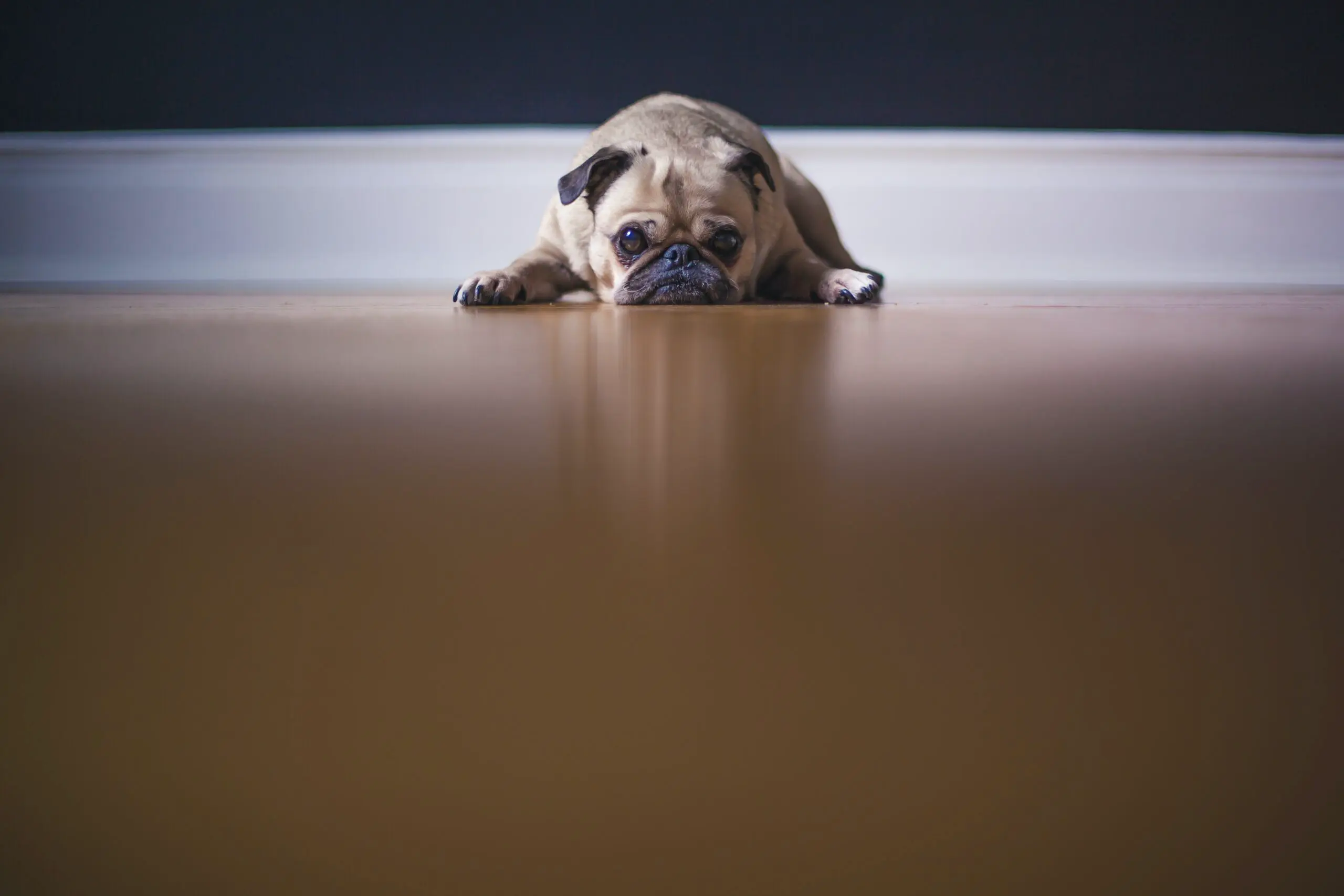 En mops ligger å hviler på et gulv alene. Når kan hunden være alene hjemme?