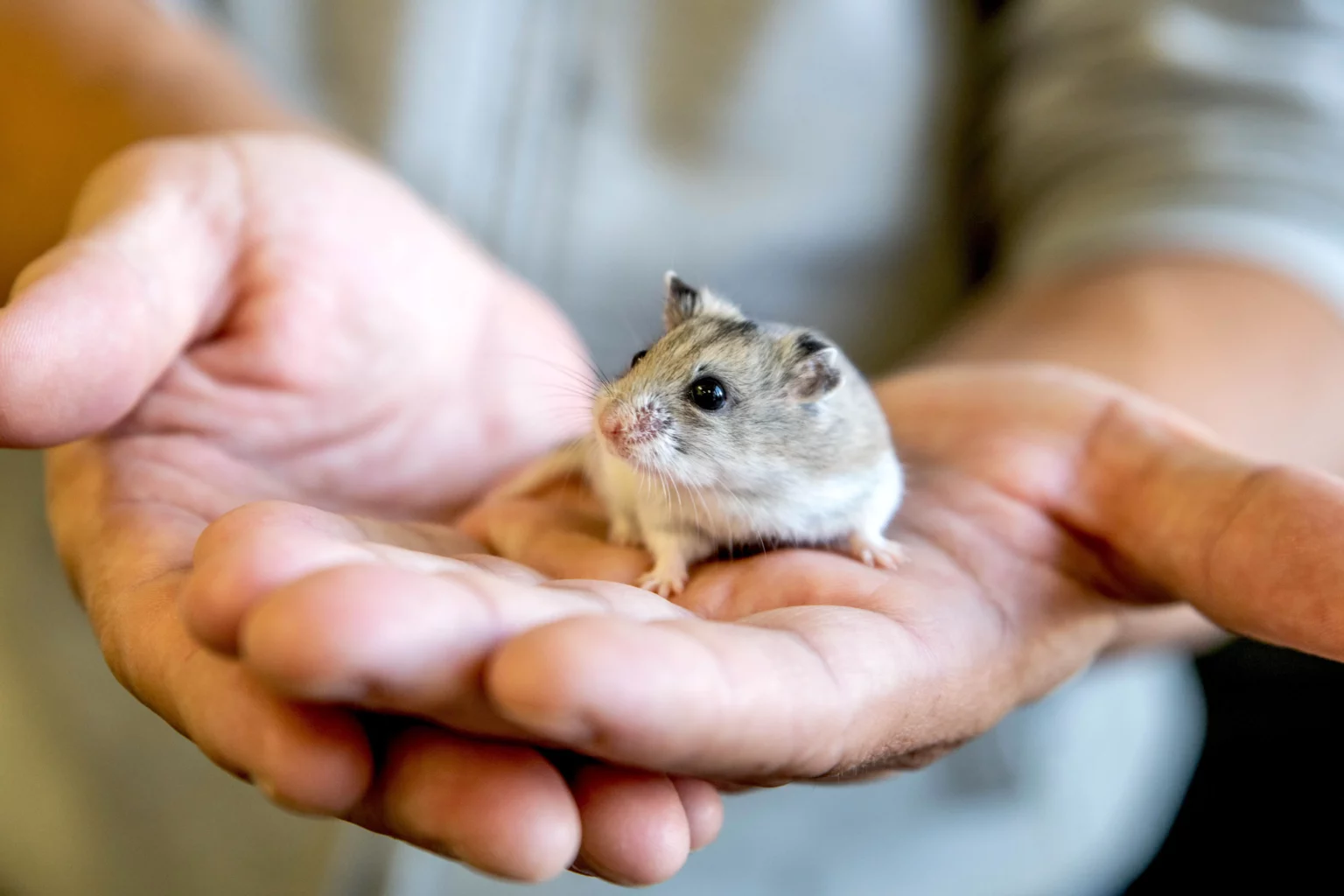 En hamster sitter i en hånd. Hva trenger en hamster?
